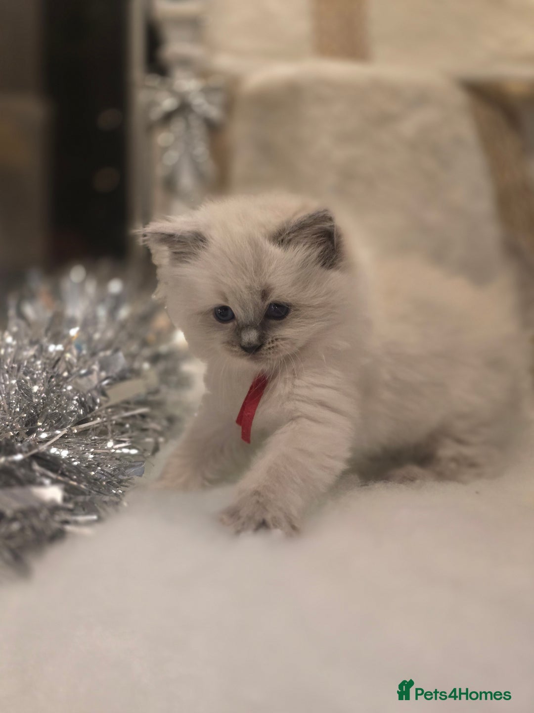 Ragdoll cats for sale: Precious GOOF Registered Ragdoll Kittens - 2 Girls - Advert 6