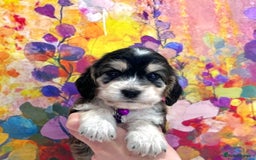 Cockapoo dogs for sale: ⭐️Rare Silver Phantom DNA CLEAR Mini F1 Cockapoos - Image 11