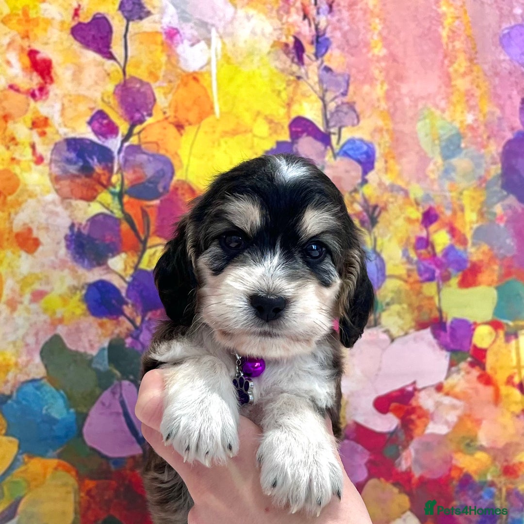 Cockapoo dogs for sale: ⭐️Rare Silver Phantom DNA CLEAR Mini F1 Cockapoos - Image 11