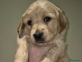 Goldendoodle dogs F1B Goldendoodle puppies. 3 LEFT! 22/02/2026 - Advert 2