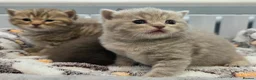 British Shorthair cats for sale: Gorgeous British Shorthair kittens Cute & Adorable - Advert 27