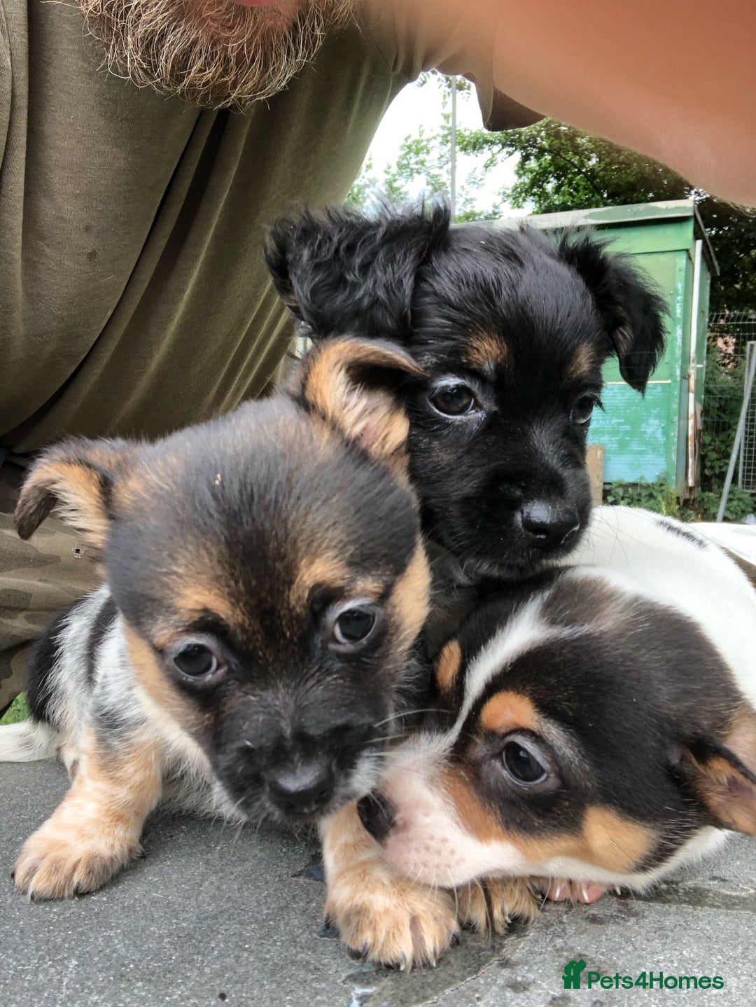 Jack Russell dogs for sale: Jack Russell puppies - Image 1