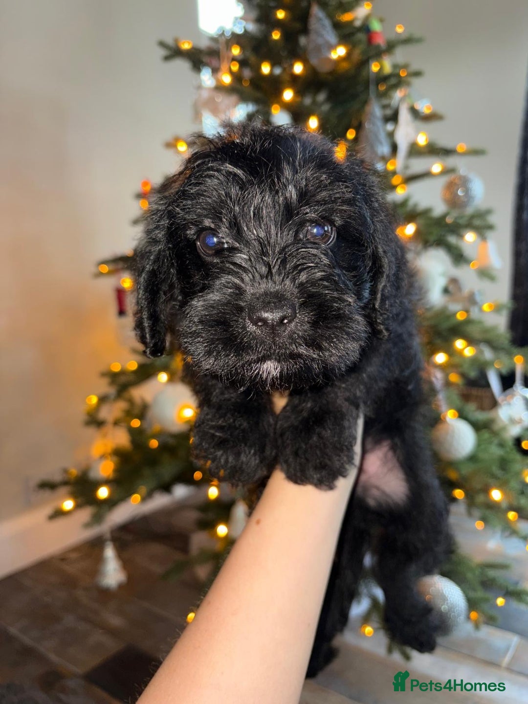 Mixed Breed dogs for sale: Border x poodle puppies - Advert 6