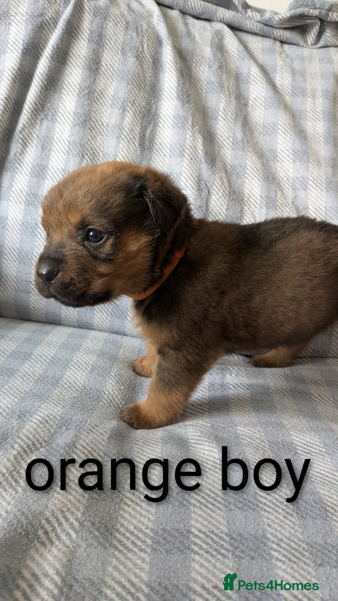 Mixed Breed dogs for sale: 7 stunning rottweiler puppies - Image 6