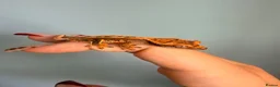 Gecko reptiles for sale: Baby crested gecko’s  - Advert 11