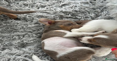Jack Russell dogs - Advert 2