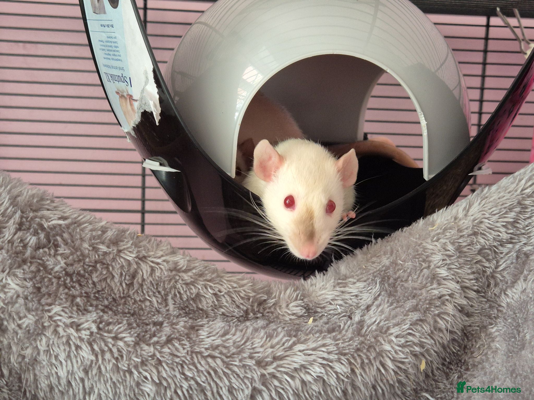 Rat rodents Baby female siamese dumbo rat - Advert 1