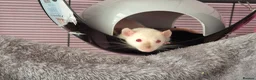 Rat rodents for sale: Baby female siamese dumbo rat - Advert 1