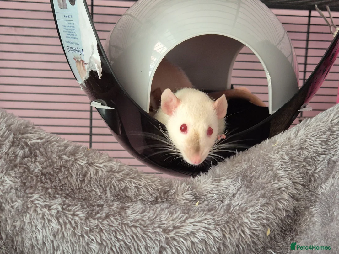 Rat rodents for sale: Baby female siamese dumbo rat - Advert 1