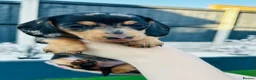 Miniature Dachshund dogs for sale: Miniature dachshund puppies 🩷💙 - Advert 19