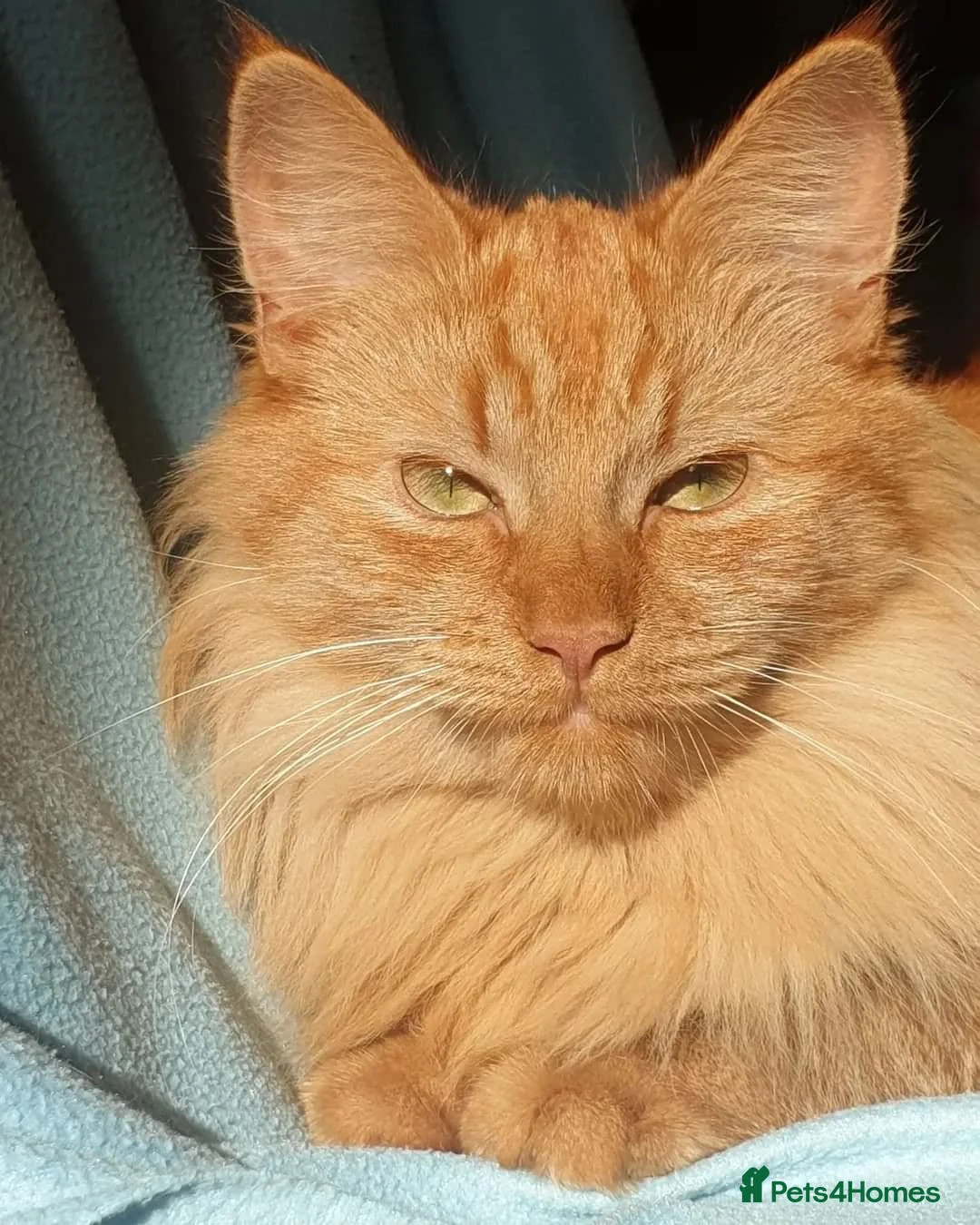Mixed Breed cats for sale: Siberian X calico girl is looking for a new home - Advert 5