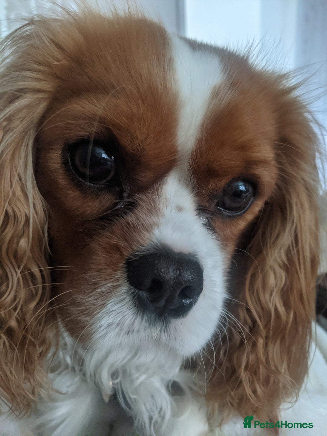 Cavalier King Charles Spaniel dogs for sale: Healthy, lively 2 year old Cavalier (neutered) - Advert 9
