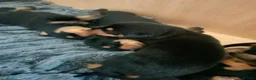 Dobermann dogs for sale: Beautiful Rotterman pups Doberman X Rottweiler - Advert 3