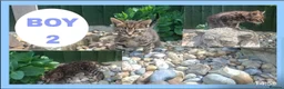 Mixed Breed cats for sale: Calico kittens for sale - Advert 10