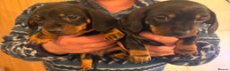 Dachshund dogs for sale: Dachshund puppies.  - Advert 1