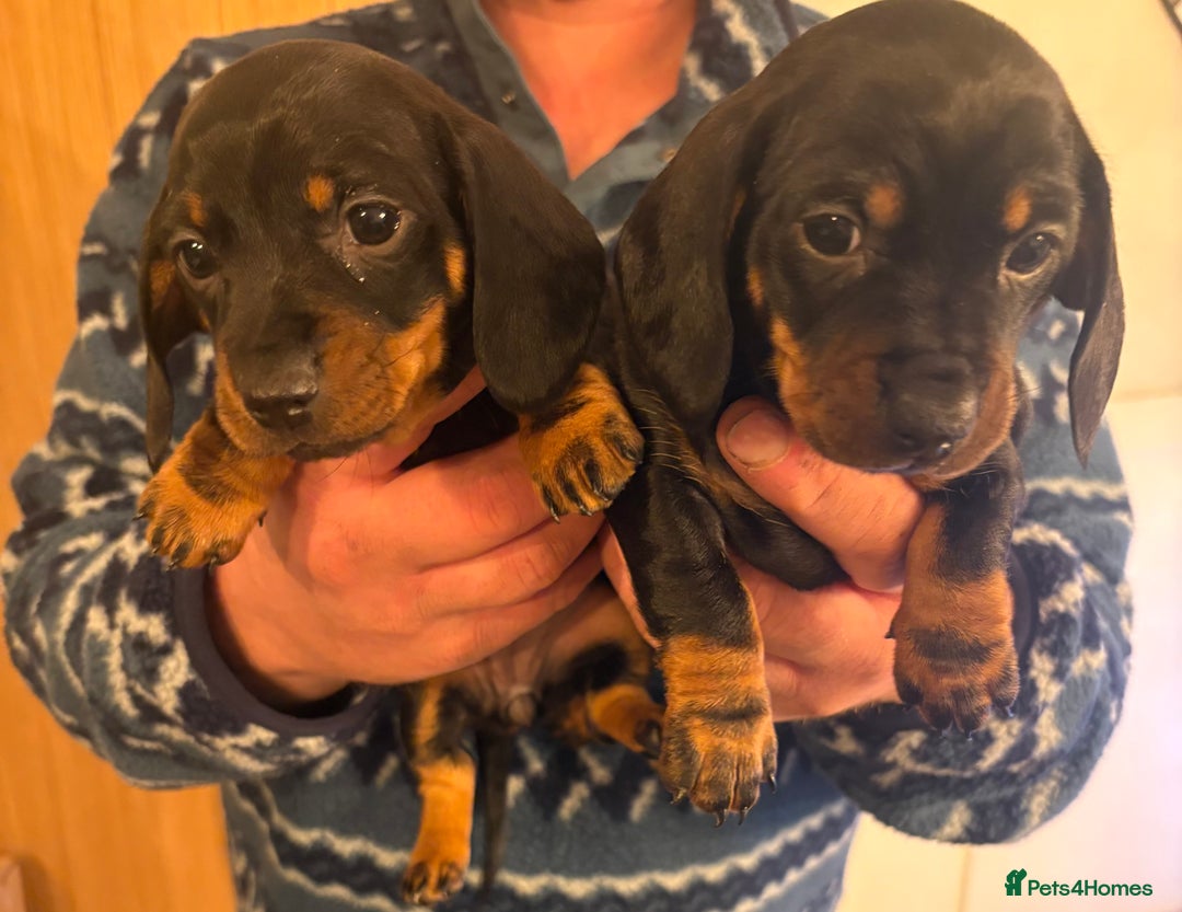 Dachshund dogs for sale: Dachshund puppies.  - Advert 1