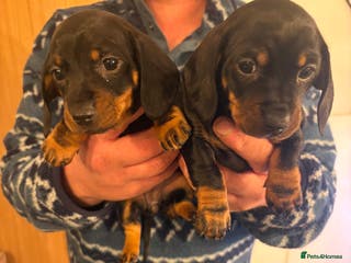 Dachshund dogs Dachshund puppies. - Advert 17