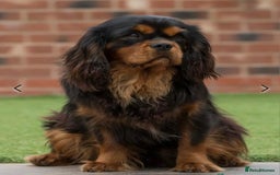Cavalier King Charles Spaniel dogs for sale: ALL RESERVED in Shrewsbury - Image 19