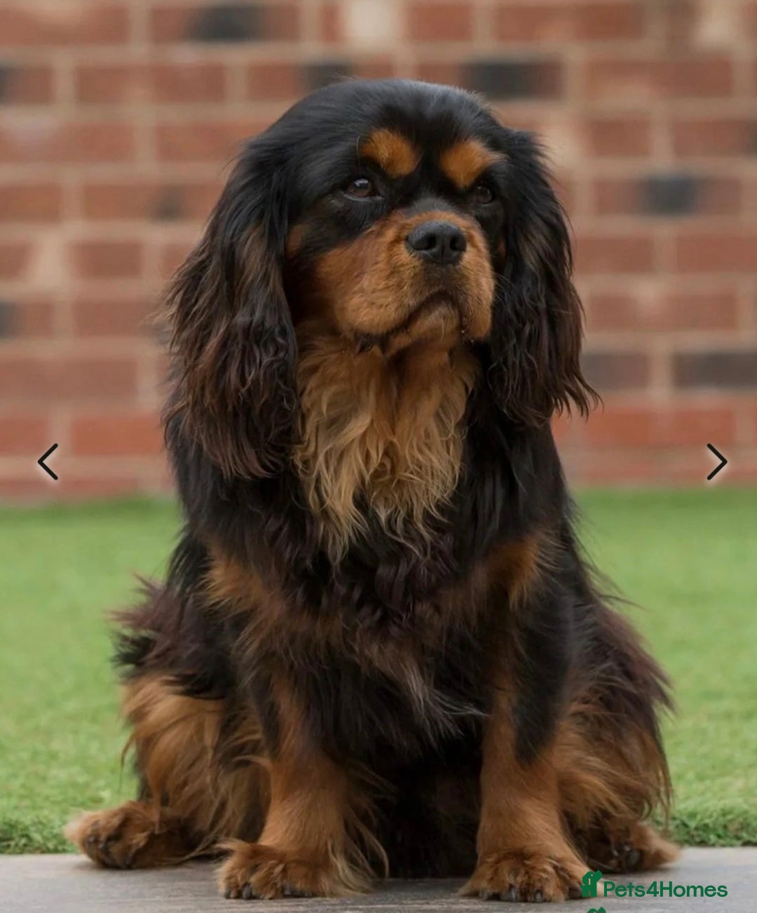 Cavalier King Charles Spaniel dogs for sale: ALL RESERVED in Shrewsbury - Image 19