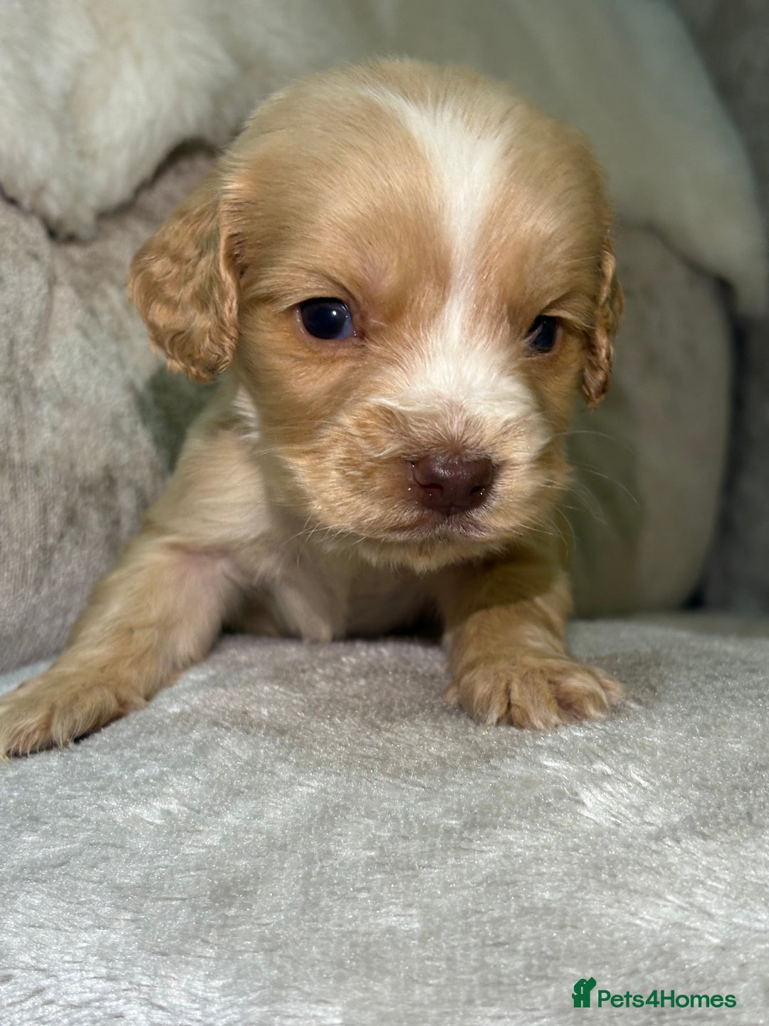 Cocker Spaniel dogs for sale: Stunning cocker spaniel puppies - Advert 28