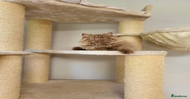 British Longhair cats - Advert 14