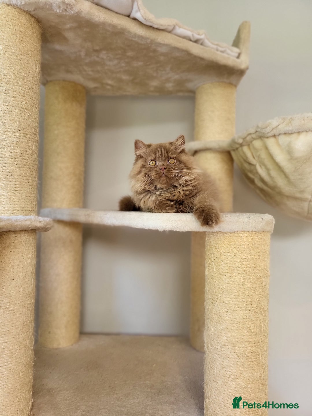 British Longhair cats for sale: Stunning Cinnamon Tica Registered Boy - Image 2