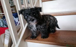 Mixed Breed dogs for sale: Wairns: Westie/ Cairn Pups - Image 5