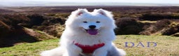 Samoyed dogs for sale: 🌟 Exceptional KC bear-faced Samoyed pups 🌟 - Advert 5