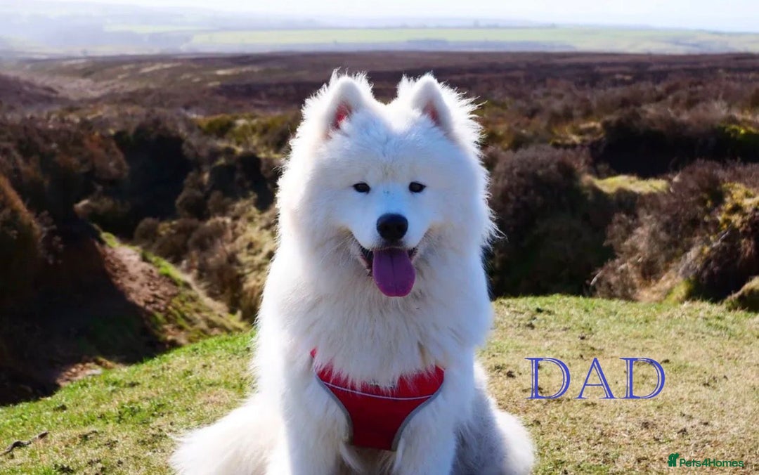 Samoyed dogs for sale: 🌟 Exceptional KC bear-faced Samoyed pups 🌟 - Advert 5