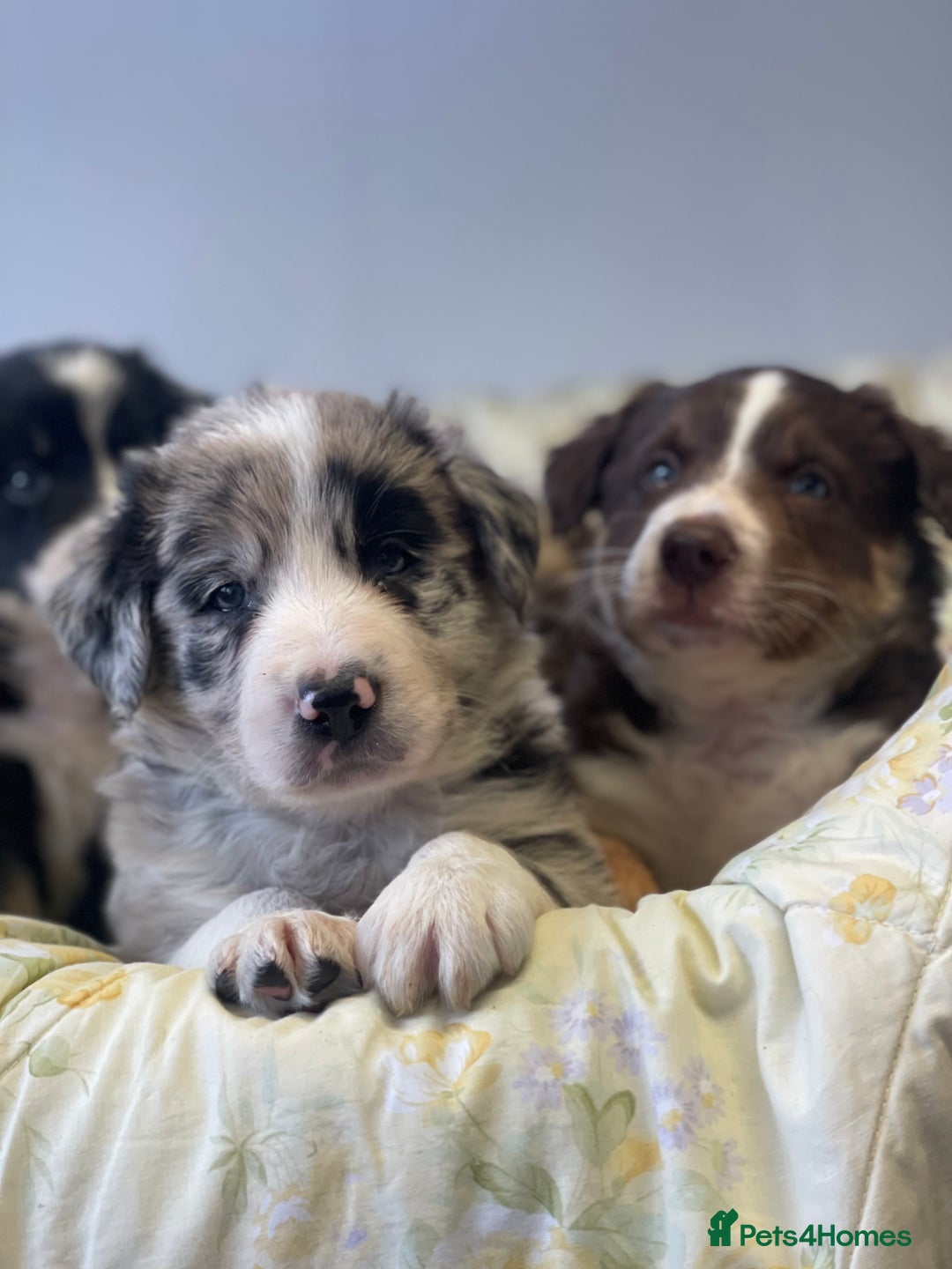 Border Collie dogs for sale: Border collie puppies  - Image 8