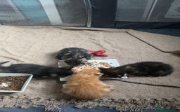 Mixed Breed cats for sale: 2 beautiful kittens - Image 7