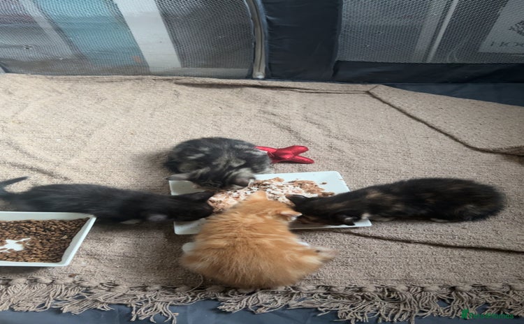Mixed Breed cats for sale - Advert 2