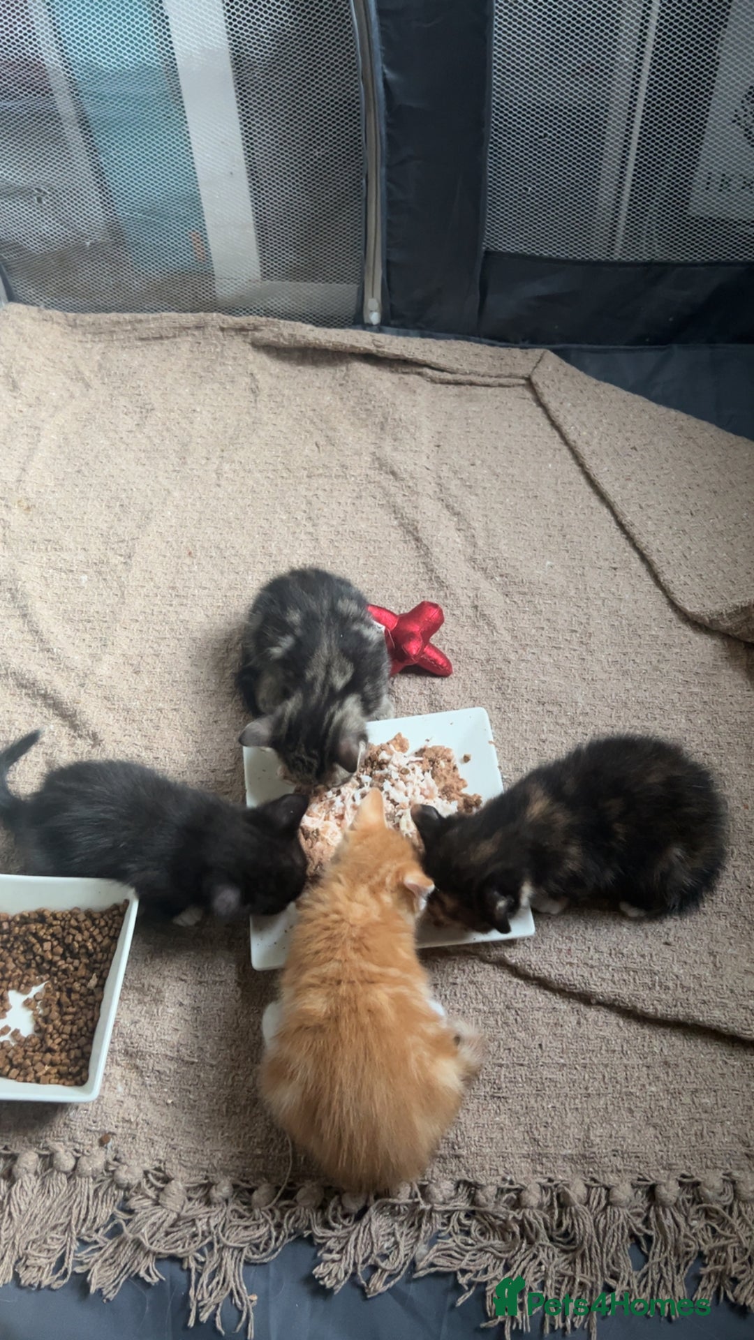 Mixed Breed cats for sale: 2 beautiful kittens - Image 7