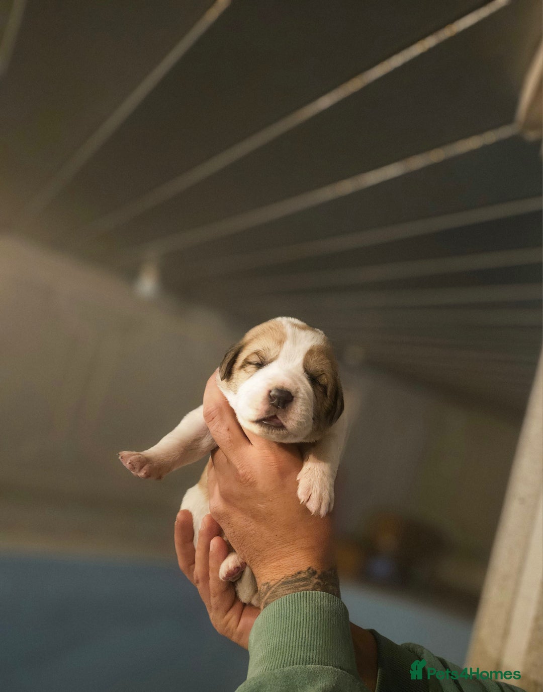 Central Asian Shepherd dogs for sale: Beautiful central Asian shepherd puppies - Advert 5