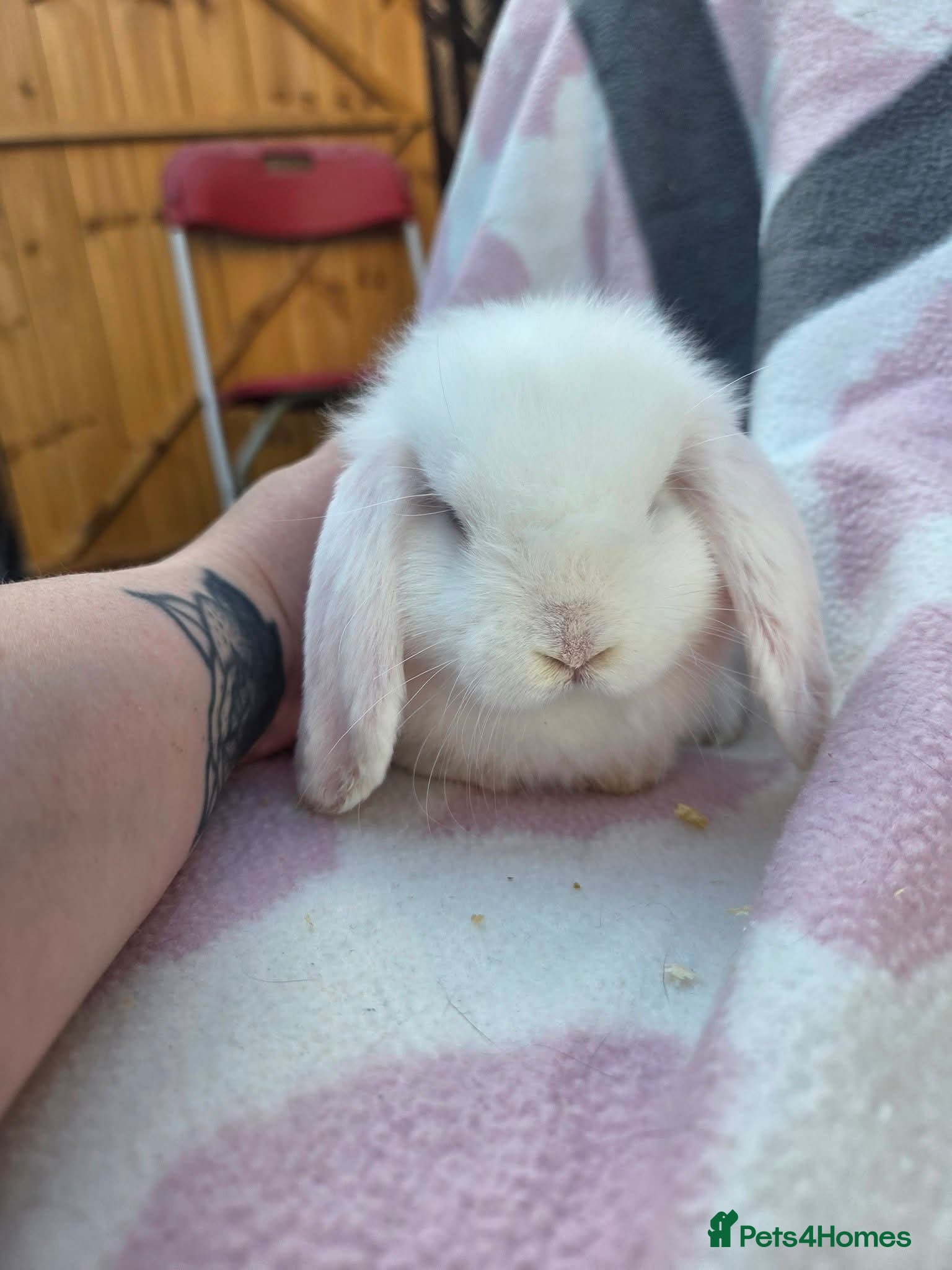Mini Lop rabbits 3 beautiful mini pops  - Advert 1