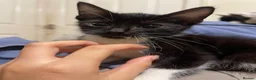Mixed Breed cats for sale: Kittens ready to leaven 💕 - Advert 24
