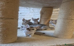 Singapura cats for sale: Stunning Singapura kittens  - Image 38