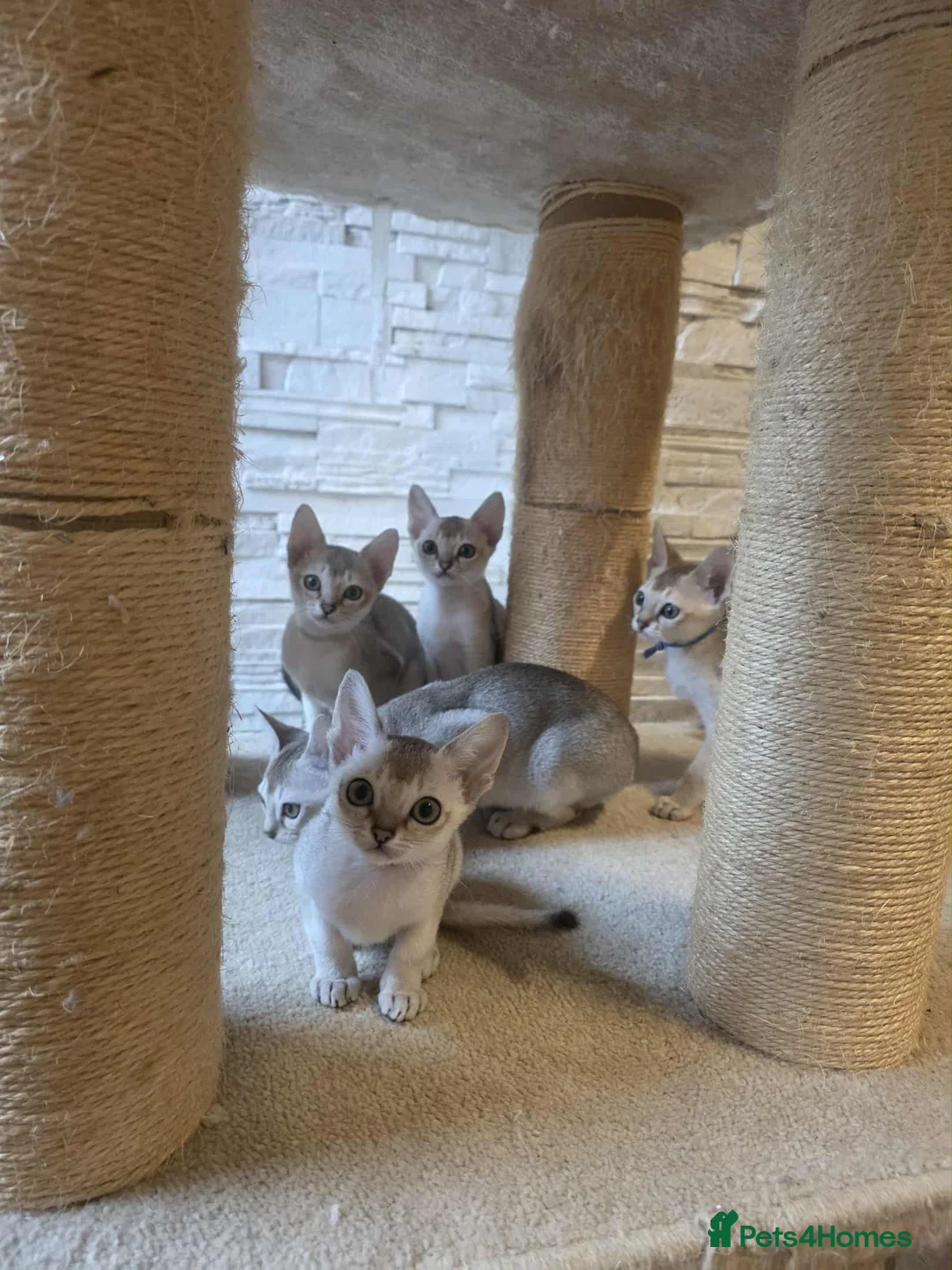 Singapura cats for sale: Stunning Singapura kittens  - Advert 24