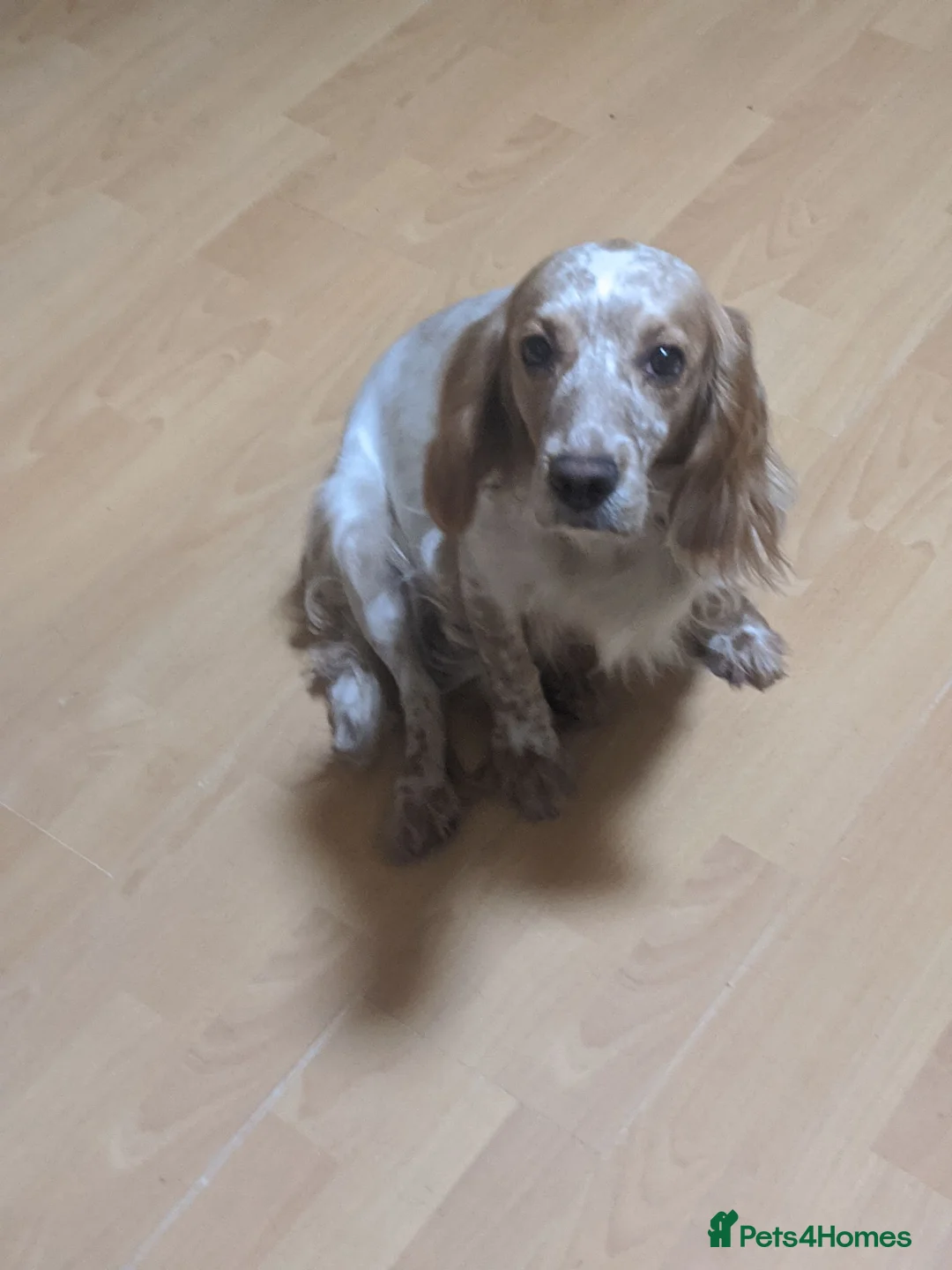 Cocker Spaniel dogs for sale: 1 gorgeous kc cocker spaniel puppy for sale  - Advert 2