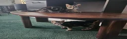 American Shorthair cats for sale: American Shorthairs  - Advert 6
