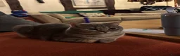 British Shorthair cats for sale: Moose in Biggleswade - Advert 3