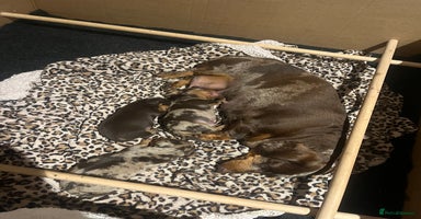 Miniature Dachshund dogs - Advert 5