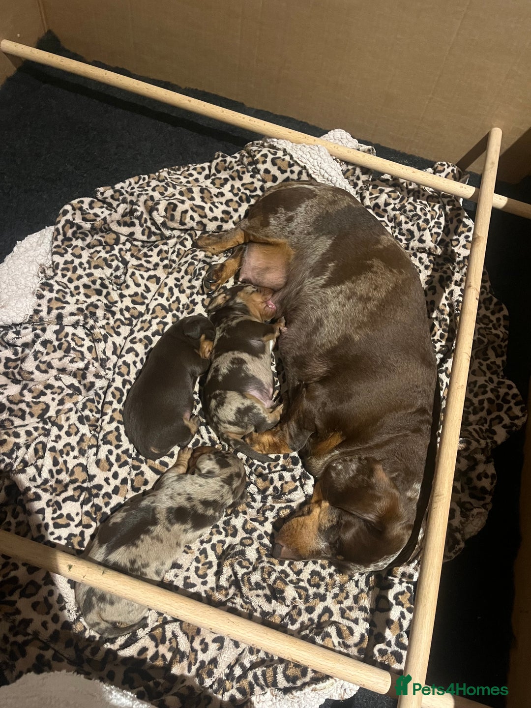 Miniature Dachshund dogs for sale: 3 KC REGISTERED MINIATURE DASCHUN PUPPIES! - Image 5