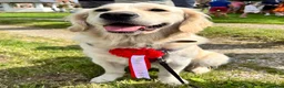 Golden Retriever dogs for sale: KC Golden Retriever Puppies, Health Tested - Advert 4