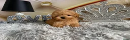 Maltipoo dogs for sale: Maltipoo Boy – Free to a Special Loving Home - Advert 13