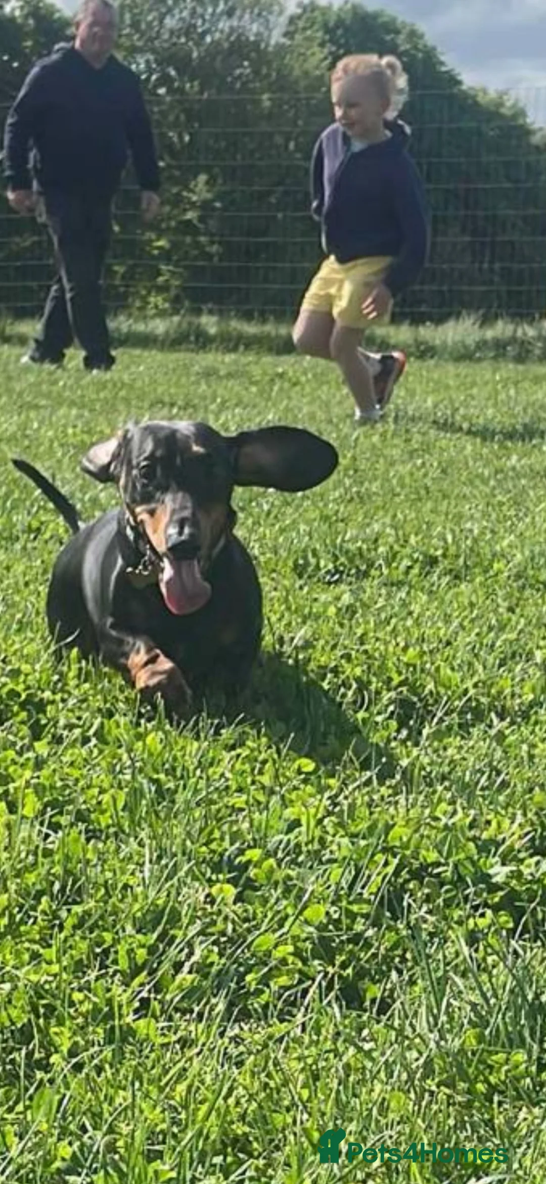 Dachshund dogs for stud: Standard Black and Tan - Advert 3