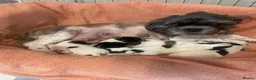 Malshi dogs for sale: Only genuine buyers please - Advert 1