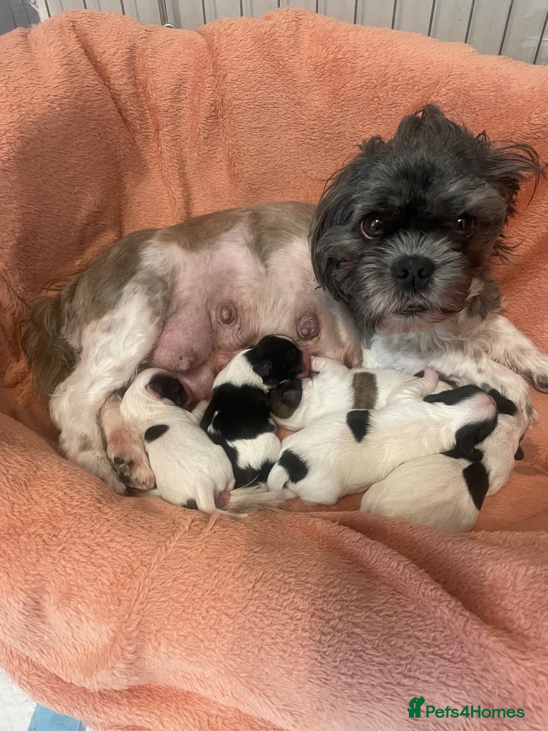 Malshi dogs for sale: Only genuine buyers please - Advert 1