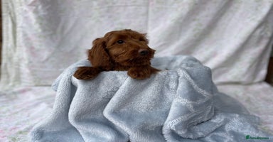 Cockapoo dogs - Advert 11