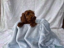 Cockapoo dogs - Advert 8
